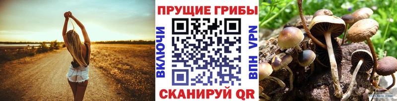 Галлюциногенные грибы Psilocybe Купить закладки Подпорожье